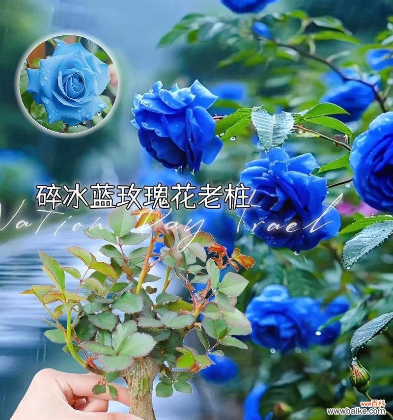 白蓝玫瑰代表什么意义?