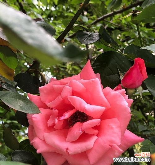 十月的花语代表花是什么?它传递了哪些信息?