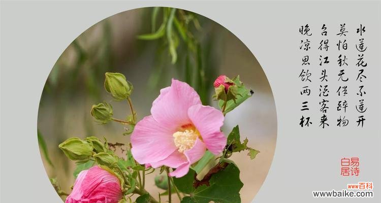 哪种花的花语最受欢迎？花语好的花有哪些？