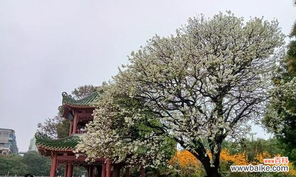 梨花树的花语和寓意有何不同?它们分别代表了什么?