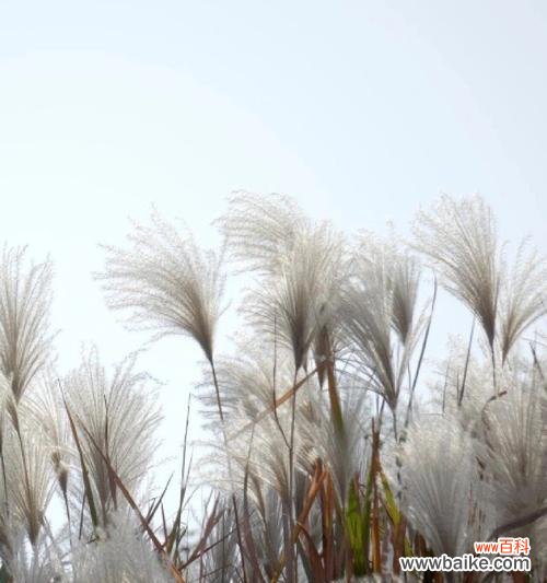 芦苇花语在情感表达中代表什么?