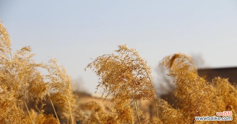 芦苇花语在情感表达中代表什么?