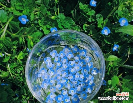 婆婆纳花的花语解读与传统文化的传承 以婆婆纳的花语为主题的意义与传承