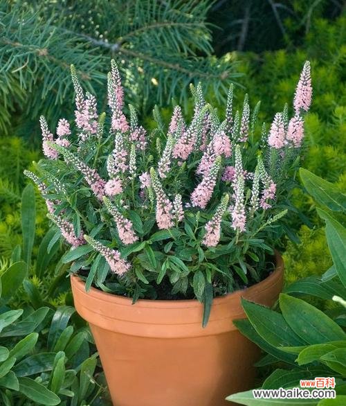 以婆婆纳花为媒,诉说心中的柔情 婆婆纳的花语