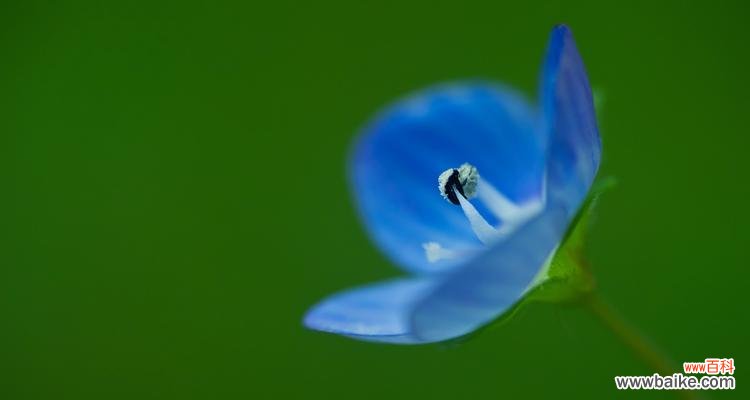 以婆婆纳花为媒,诉说心中的柔情 婆婆纳的花语