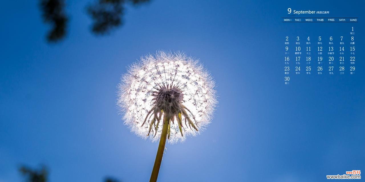 探寻蒲公英的象征与内涵 蒲公英的花语与意义