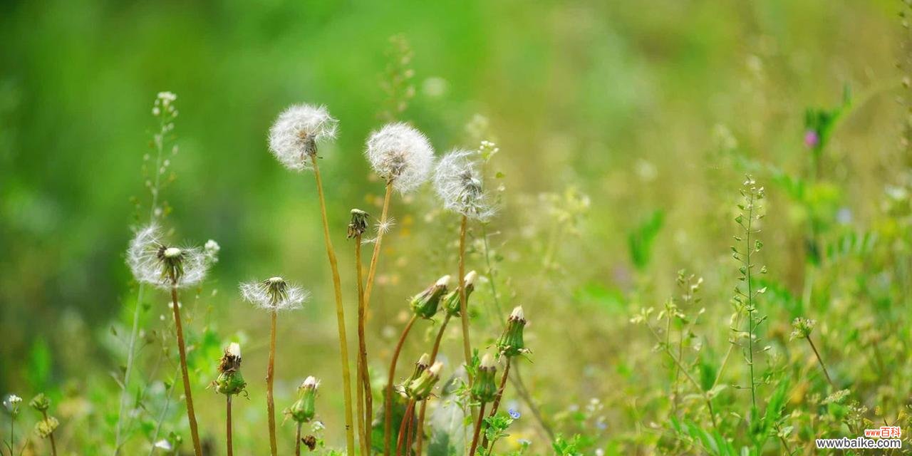 蒲公英的花语及传说解析,探寻其中的奥秘 蒲公英花语与传说