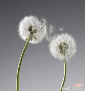 爱情如蒲公英的飞舞，寓意无穷 蒲公英漫天飞舞的爱情寓意