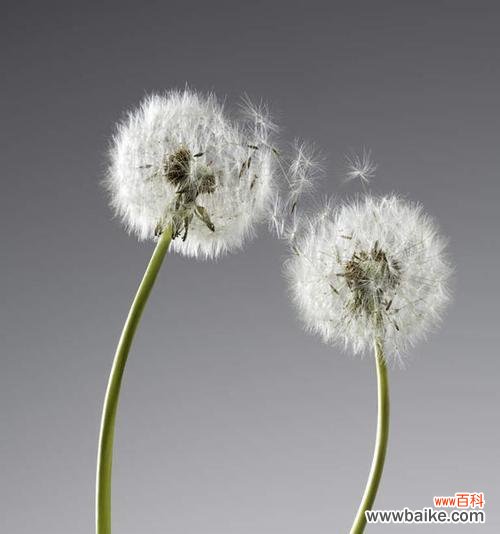 爱情如蒲公英的飞舞，寓意无穷 蒲公英漫天飞舞的爱情寓意