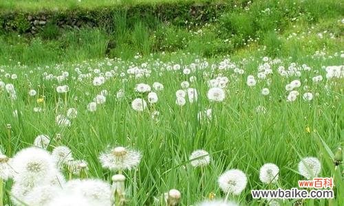 蒲公英的飞舞 以蒲公英代表的爱情