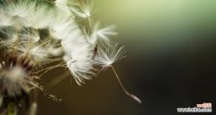 探寻蒲公英的美丽与坚韧，看透人生的智慧 蒲公英的寓意与启示