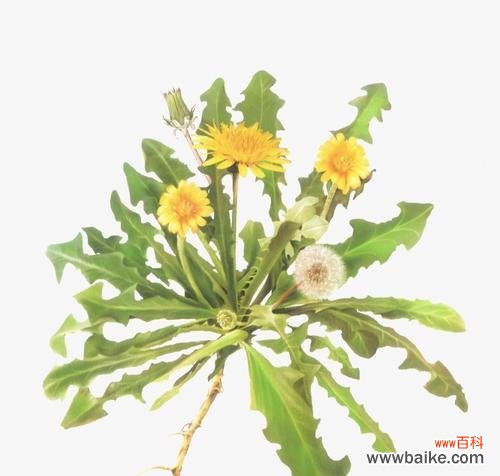 探寻蒲公英的美丽与坚韧,看透人生的智慧 蒲公英的寓意与启示