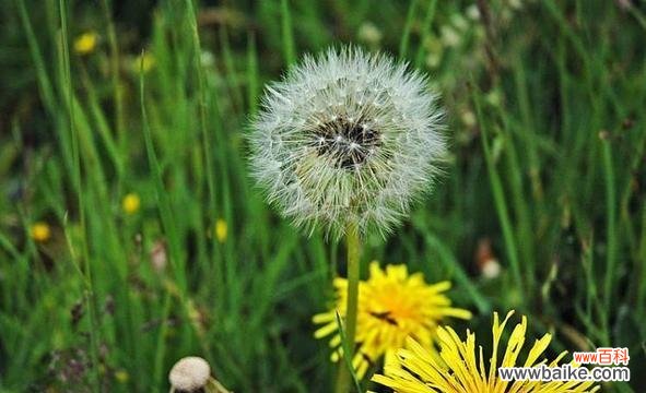 探寻蒲公英的美丽与坚韧,看透人生的智慧 蒲公英的寓意与启示