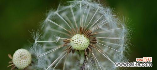 探索蒲公英花语的深意,解读其象征的内涵 蒲公英的花语与寓意——自由、希望和坚韧