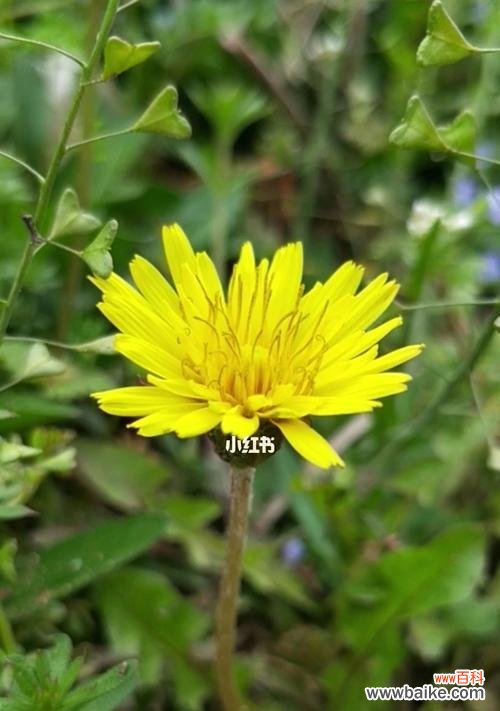 探索蒲公英花语的深意,解读其象征的内涵 蒲公英的花语与寓意——自由、希望和坚韧