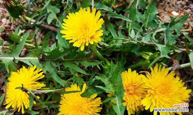 探寻蒲公英的花语与寓意，揭示生命的坚韧与希望 蒲公英之花语与寓意