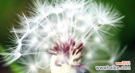 探寻蒲公英的花语与寓意，揭示生命的坚韧与希望 蒲公英之花语与寓意