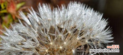 自由飞翔的希望之花——蒲公英 蒲公英的花语与寓意