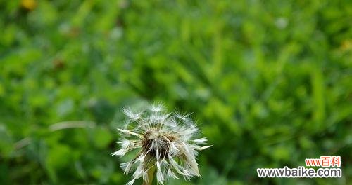 探寻蒲公英背后的神奇传说与深刻内涵 蒲公英花语与传说故事的神奇寓意