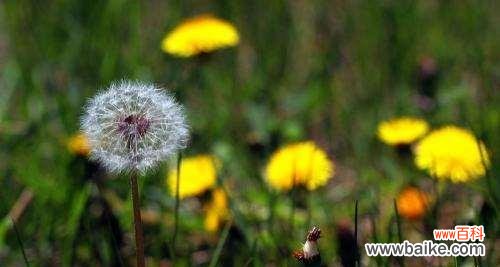 探索蒲公英的花语及其寓意 蒲公英花语与象征意义解析