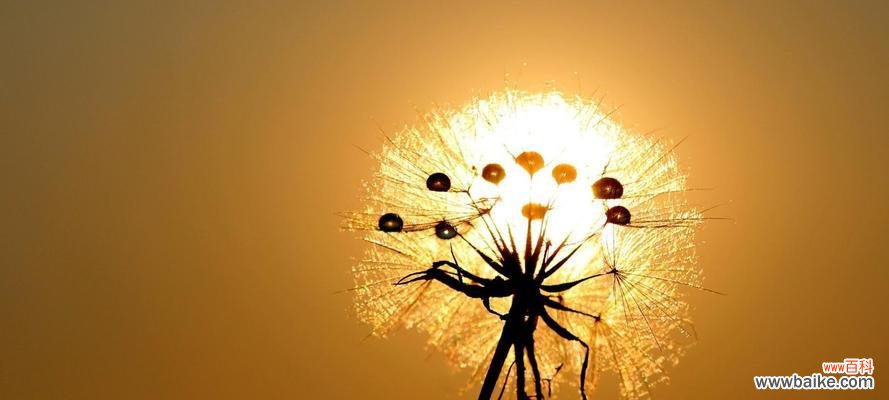 探索蒲公英的花语及其寓意 蒲公英花语与象征意义解析