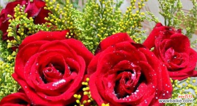 用七朵玫瑰传递不同情感的 七朵玫瑰的象征意义与寓意