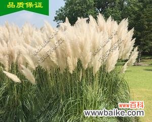 了解蒲苇草代表的含义,感受花语的魅力 蒲苇草的花语与寓意