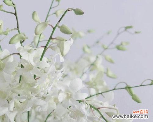 千代兰的花语和寓意揭示了长寿和吉祥的寓意 千代兰花语与寓意