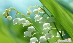 千代兰的花语和寓意揭示了长寿和吉祥的寓意 千代兰花语与寓意