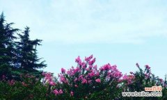 探寻紫薇花的花语和象征意义 紫薇花