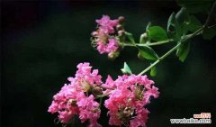 探寻紫薇花语的深层意义 紫薇花花语——自由与坚强的象征