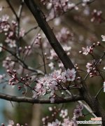 探寻紫叶李的寓意与象征 紫叶李