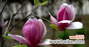 探究紫玉兰的象征意义及文化内涵 紫玉兰花的寓意与象征