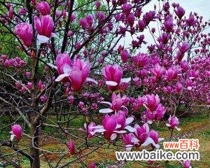 探究紫玉兰的花语与象征 紫玉兰花语