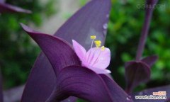 探寻紫竹梅的寓意与象征 紫竹梅的寓意与象征——凌寒傲雪，不屈不挠