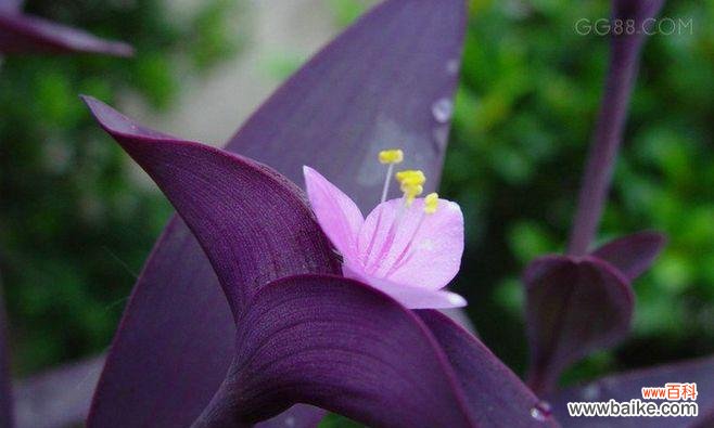 探寻紫竹梅的寓意与象征 紫竹梅的寓意与象征——凌寒傲雪，不屈不挠