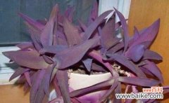 紫竹梅花语的内涵及其在中国文化中的意义 紫竹梅花语——传承中华文化的象征