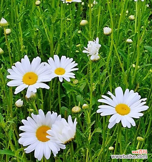 探秘白晶菊的含义与象征 白晶菊