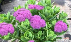 美丽而神秘的八宝景天 探寻八宝景天的花语奥秘