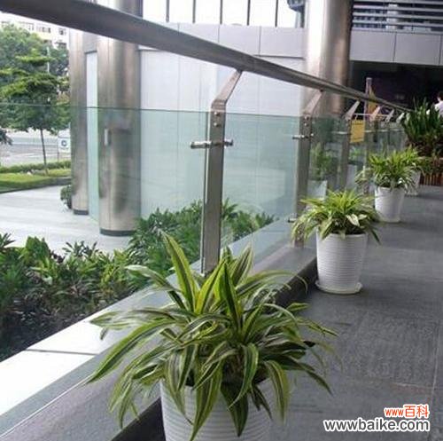 以巴西美人铁 以巴西美人铁的花语——力量与独立