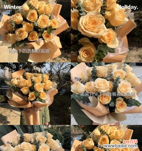 香槟玫瑰花语表达的是什么？