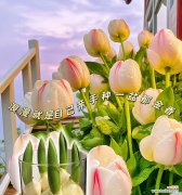 粉玫瑰和郁金香组合的花语是什么？它们共同表达了什么情感？