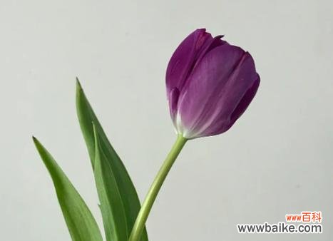 粉玫瑰和郁金香组合的花语是什么？它们共同表达了什么情感？