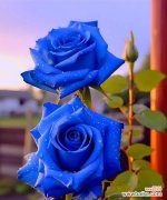 仰慕之情的花语是什么？哪种花代表敬仰？