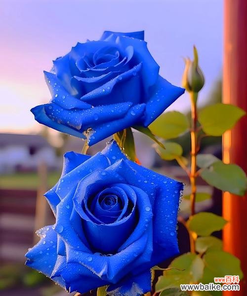 仰慕之情的花语是什么？哪种花代表敬仰？