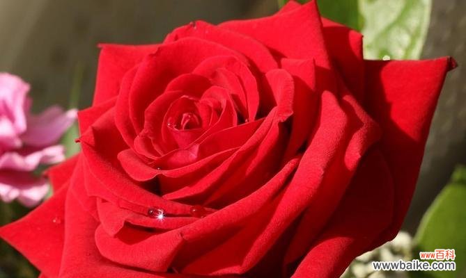 仰慕之情的花语是什么？哪种花代表敬仰？