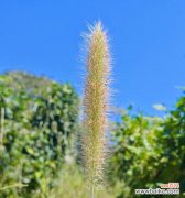 草的花语和功效特点是什么？草的诗词中有哪些花语？