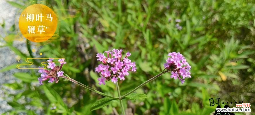 草的花语和功效特点是什么？草的诗词中有哪些花语？