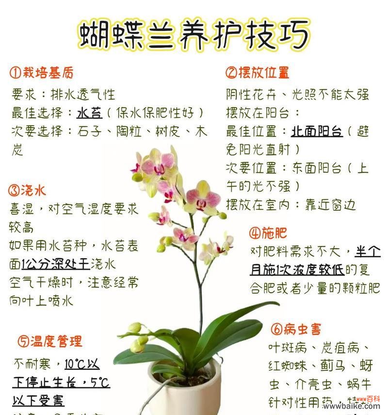 白蓝蝴蝶兰的寓意和花语是什么?