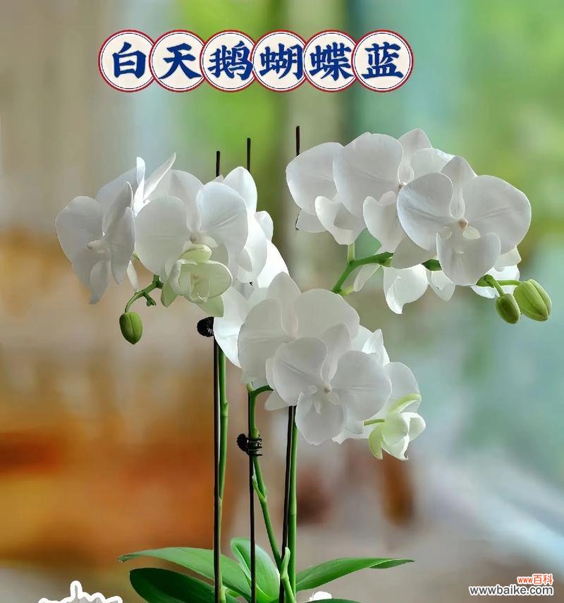 白蓝蝴蝶兰的寓意和花语是什么?